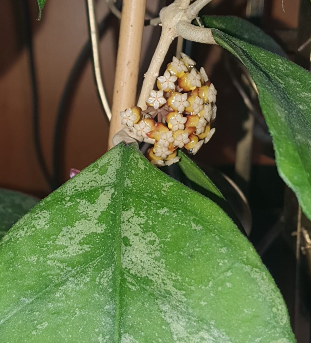 Hoya Finlaysonii sp. Chicken Farm splash leaves